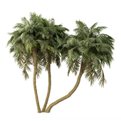 Palm Tree No.36