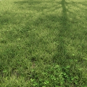 Полевая трава с клевером