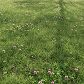 Field grass with clover 02