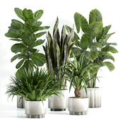 indoor plant - set 011