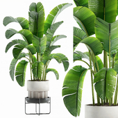 Banana leaf plant set 013