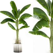 banana leaf plant set 017