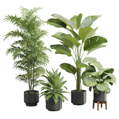 Indoor Plants Pack 54