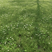 Полевая трава с белым клевером