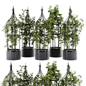 Ivy plant set02
