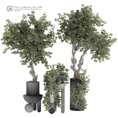 Olive Bonsai Tree and Ivy Bush in Pot 204