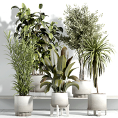 indoor plant - set 21