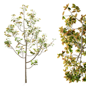Ficus Tree | PBR | HQ | MidPoly