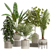 Indoor Plant Set 37