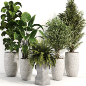 Indoor Plant Set 072