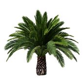 Финик канарский Phoenix Canariensis V5 февраль+декабрь