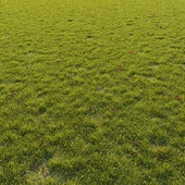 Summer-autumn grass