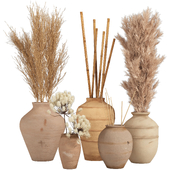 pampas plant collection