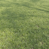 Газонная, стриженная трава