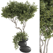 Olive Bonsai Tree and Ivy Bush in Pot 209