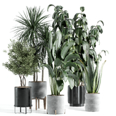 indoor plant - set 40