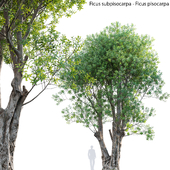 Ficus subpisocarpa - Ficus pisocarpa Blume