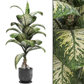 Dieffenbachia Tropic Tree with Dew Drop on Leaves
