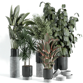 indoor plant - set 44
