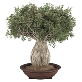 Olive Bonsai Tree 213