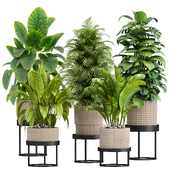 indoor plants set 028