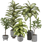 Dieffenbachia and Ficus Lyrata Tropic Plants 215