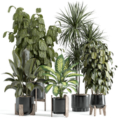 indoor plant - set 49