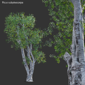 Ficus subpisocarpa - Ficus pisocarpa Blume - 02