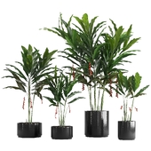 Potted Plants Set 01 - Heliconia Rostrata