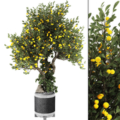 Indoor Lemon Tree 217