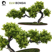 Elm Bonsai