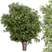 Collection plant vol 527 - Urban environment - tree - bay - laurel