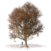 Осеннее дерево с опавшими листьями и корнями