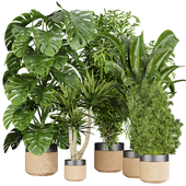 Collection plant vol 528 - banana - aspidistra - palm - bush