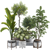 Indoor Tropical Plant Collection Set 219