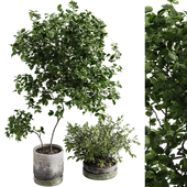 Indoor Plants set 1 - tree and bush in pot
