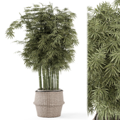 Indoor Plants Bamboo in Wicker pots - Set 1724