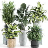 Indoor Plant Set 075