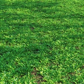grass14 (Oplismenus hirtellus)