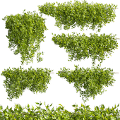Collection plant vol 529 - bush - Outdoor - ivy - pothos