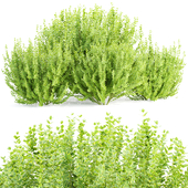 Evergreen Spindle Bushes collection vol 232