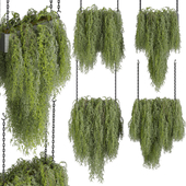 Collection plant vol 531 - hanging - bush - ampelous