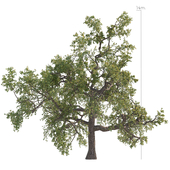 Pedunculate oak, 14m. (summer/autumn)