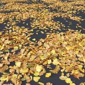 Autumn leaves. yellow