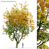 Autumn fraxinus pennsylvanica