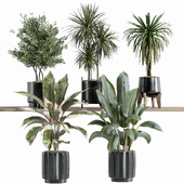 Indoor Plant Set 50