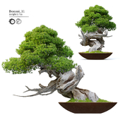 Bonsai plant 11
