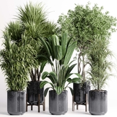 indoor plant 428 set pot plant ficus rubbery palm tree concrete dirt vase