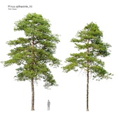 Pinus sylvestris 10