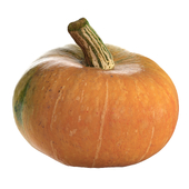 Round pumpkin 2